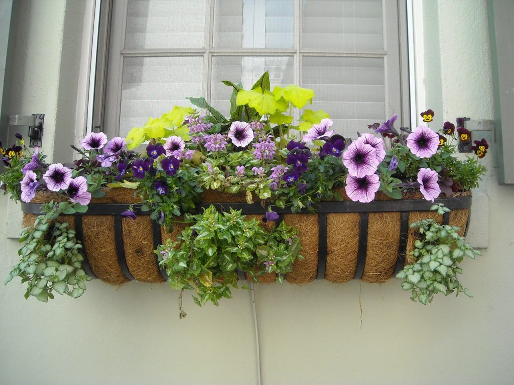 Home garden tips | How to start home garden in my back yard | flower garden| gardenmaz.com
