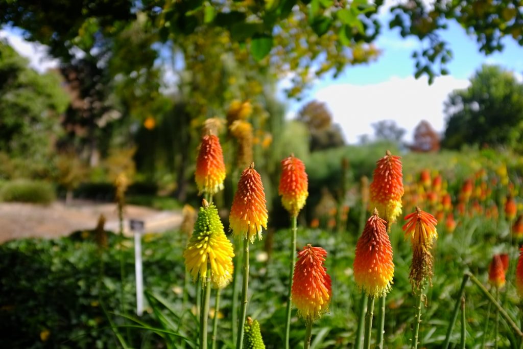 
Adelaide Botanic Garden