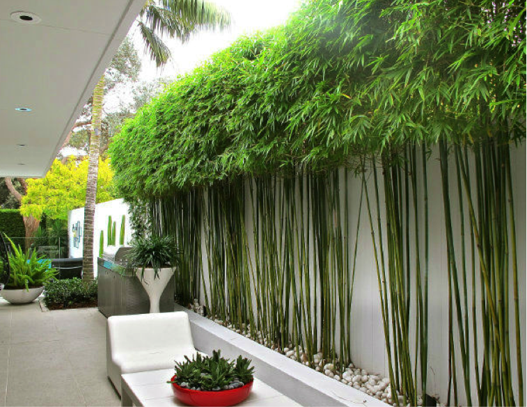 Modern Bamboo tree