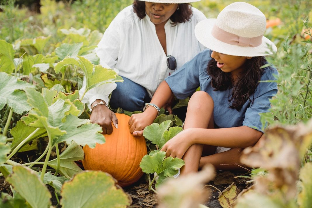 The Benefits of Using Organic Fertilizers in Pumpkin Harvesting