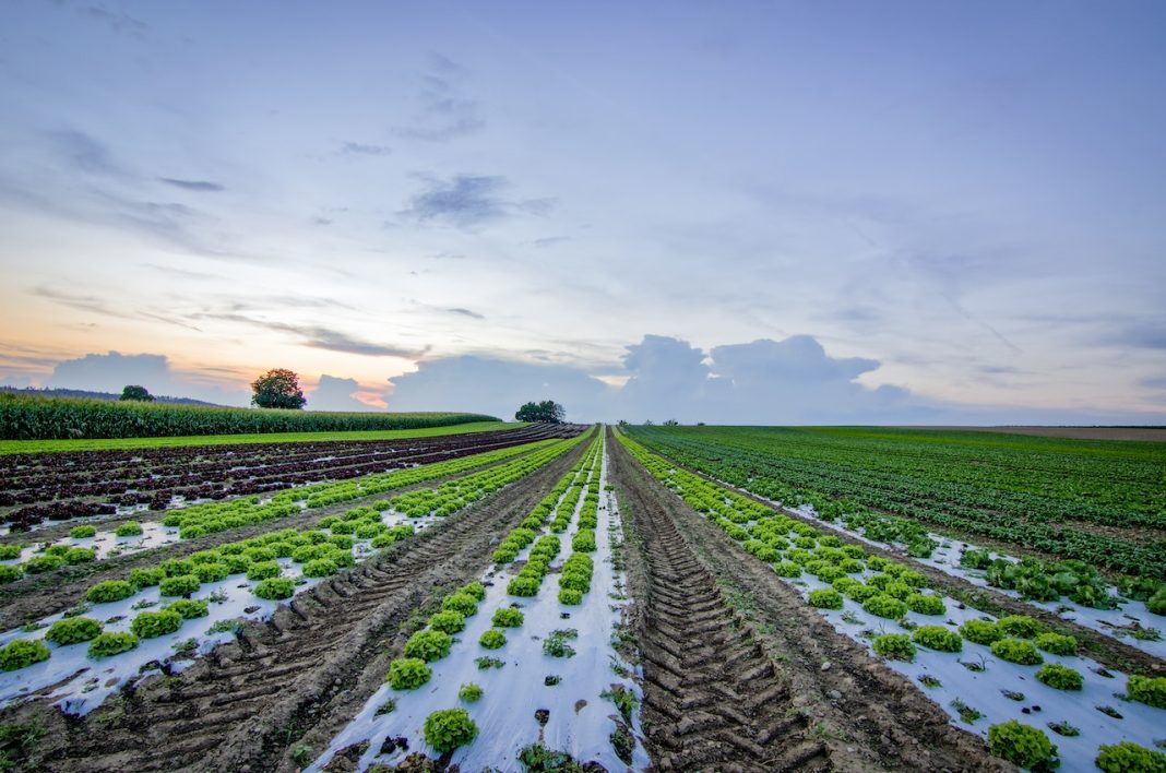 The Importance of Sustainable Irrigation Practices in Agricultural Production