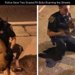 Police Save Two Scared Pit Bulls Roaming the Streets