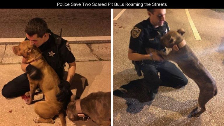 Police Save Two Scared Pit Bulls Roaming the Streets